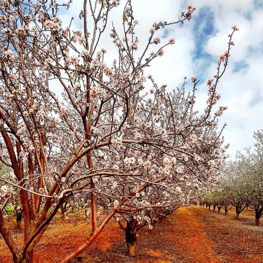 Kibbutz Nachshon Bed & Breakfast Luaran gambar