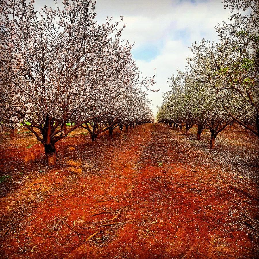 Kibbutz Nachshon Bed & Breakfast Luaran gambar