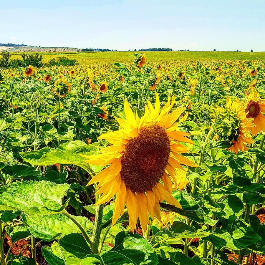 Kibbutz Nachshon Bed & Breakfast Luaran gambar